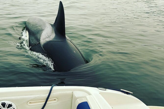 2 Hour Chartered Boat Tour from Deep Cove North Vancouver - Wildlife on Indian Arm: Seals, Birds, and the Chance of Killer Whales