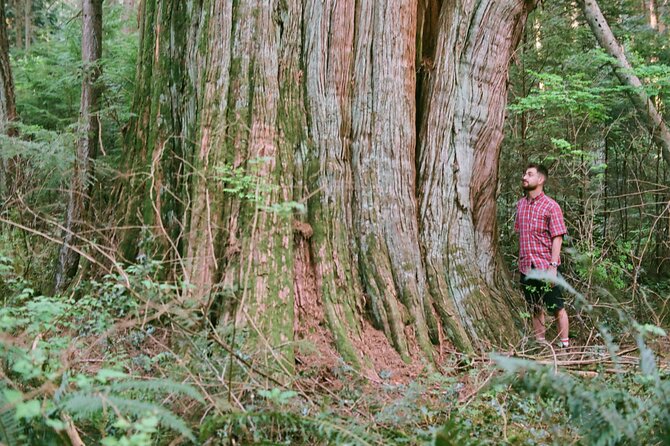 Ancient Trees of Vancouver Walking Tour - Old maps and 120-year postcards: turning Stanley Park history into a story you can follow