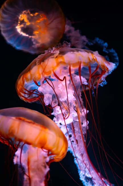 Aquarium & StanleyPark+20 Gem Spots+City/Vip Car+Small Group - Key points before you go