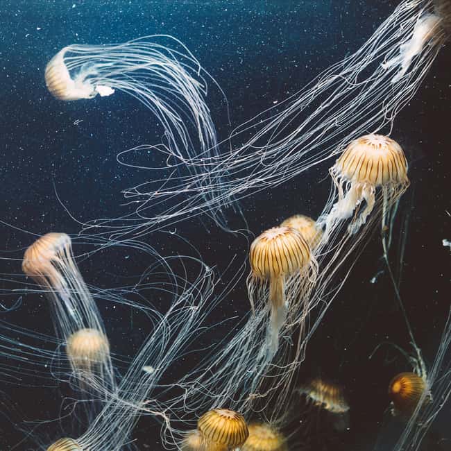 Aquarium & StanleyPark+20 Gem Spots+City/Vip Car+Small Group - Downtown glide: Coal Harbour, seaplanes, and Canada Place ending