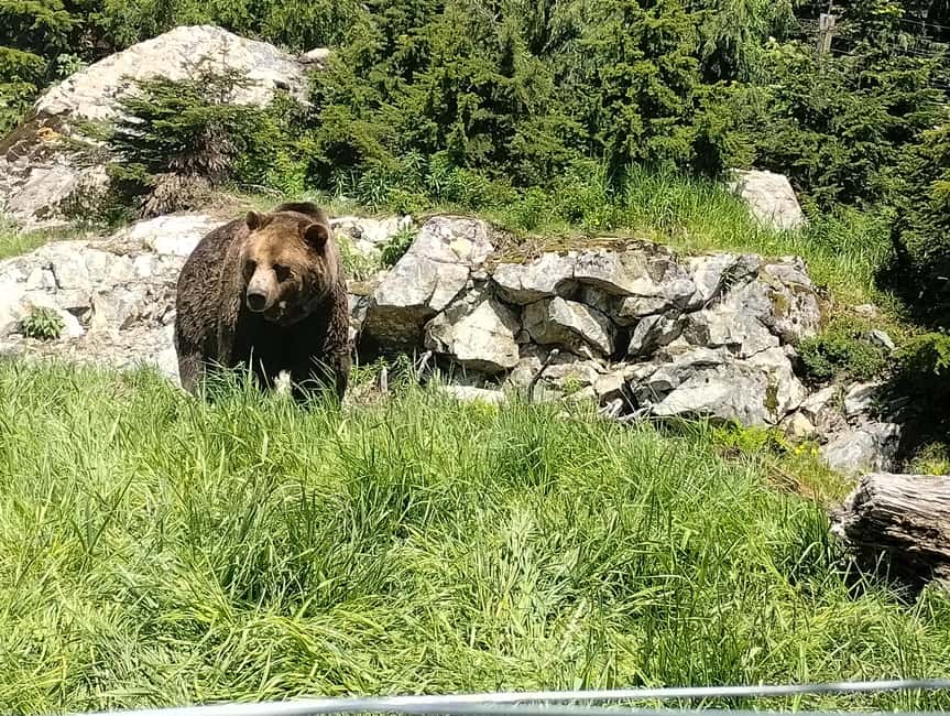 Capilano Br+Grouse Mtn+Dam+Lake&Hatcher/5in1/Small Group/Car - Capilano Salmon Hatchery: the life cycle you can watch