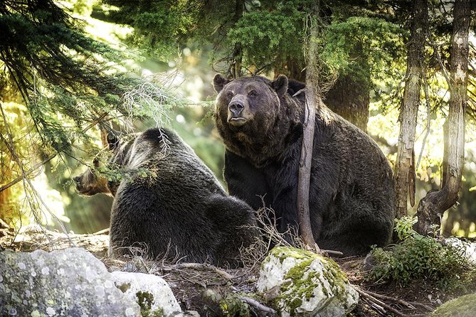 Capilano Suspension Bridge + Grouse Mountain Tour - Capilano Salmon Hatchery: learn the salmon cycle while it’s quick