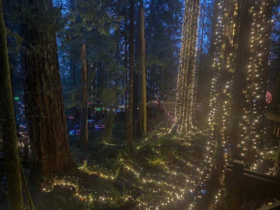 Capilano Suspension Bridge/Private/Small Group/By LUX CAR - Treetops Adventure and Eagle Eye: The Rainforest from Above