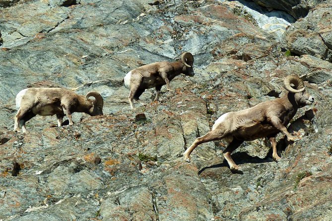 Caribou - Discover the Best of the Rockies (8-Days) - Banff on your own: use the free day to match your pace