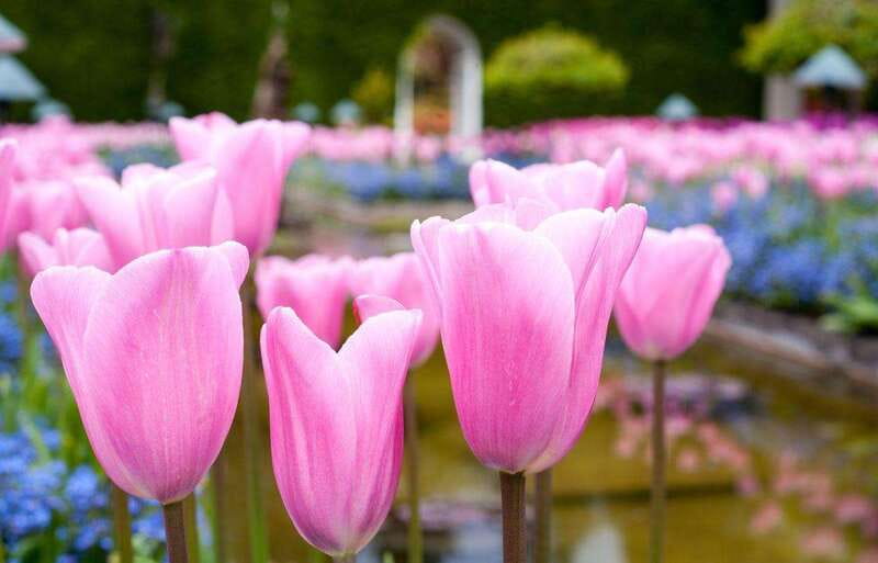 Day Trip from Vancouver to Victoria and Butchart Gardens - Why this Victoria day trip feels like a full day, not a rushed tour