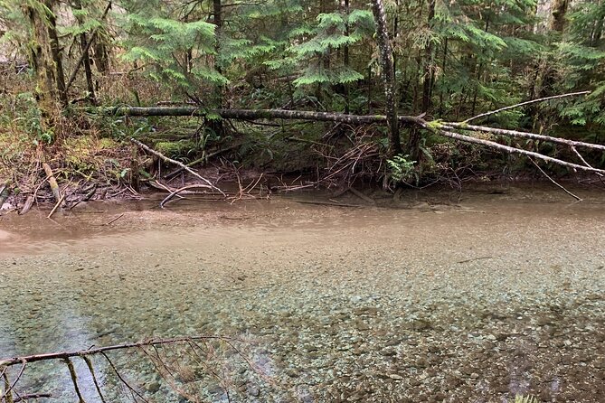 Experience the Beauty of Vancouver’s Forests by Bike/E-Bike - Wildlife Odds and How to Spot Coyotes and Eagles (Without Getting Stressed)