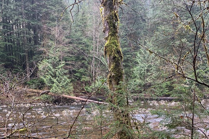 Experience the Beauty of Vancouver’s Forests by Bike/E-Bike - Who This Tour Is Best For (and Who Might Pass)