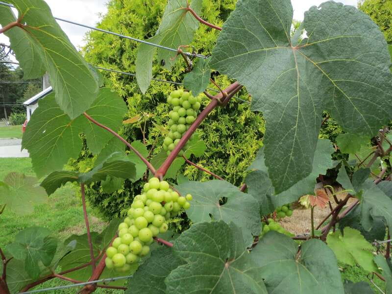 From Vancouver: Half-Day Fraser Valley Wine Tour - Why Langley’s Fraser Valley Works So Well for a Half-Day