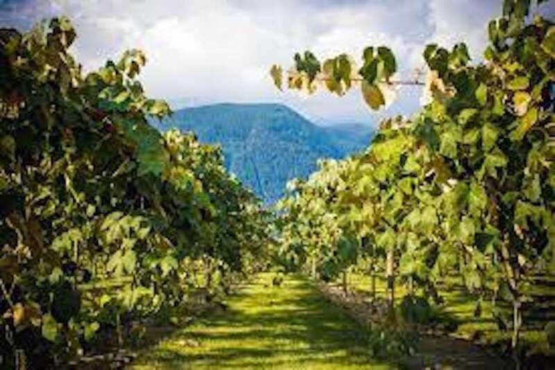 From Vancouver: Half-Day Fraser Valley Wine Tour - Backyard Vineyards: First Tasting, First Impressions