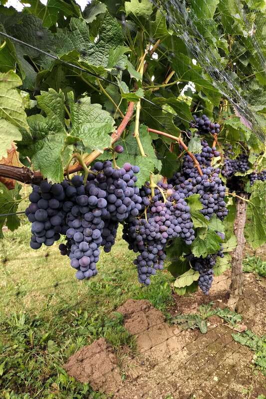 From Vancouver: Half-Day Fraser Valley Wine Tour - Township 7: Turning Wine Into a Story You Can Repeat