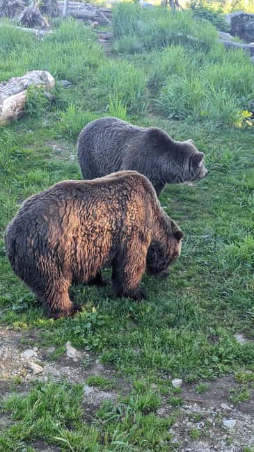 Grouse Mnt+StanleyPark+Hatchery+Cleveland Dam+LynnCanyonTOUR - Price and what $145 buys you in real terms