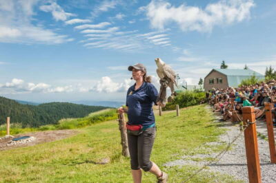 Grouse Mountain, Capilano Bridge & Fish Hatchery Tour - Pickup and timing: how a 390-minute plan keeps you moving