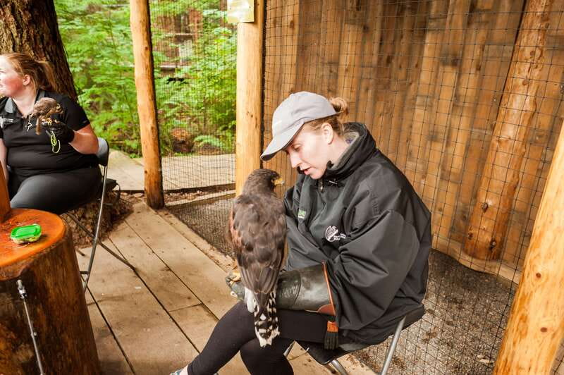 Grouse Mountain, Capilano Bridge & Fish Hatchery Tour - Who should book this tour—and who might want a different plan