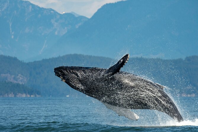 Intimate West Coast Whale Watching - Partly-Sheltered - Key Points to Know Before You Go