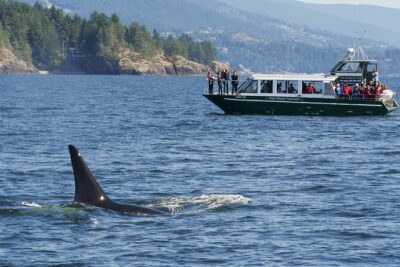 Intimate West Coast Whale Watching - Partly-Sheltered - The Ride Matters: Partly-Sheltered Waters and Real Comfort