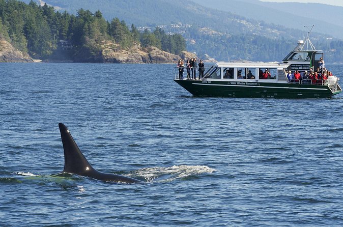 Intimate West Coast Whale Watching - Partly-Sheltered - What You Might See: Humpbacks, Orcas, and Sea Lions