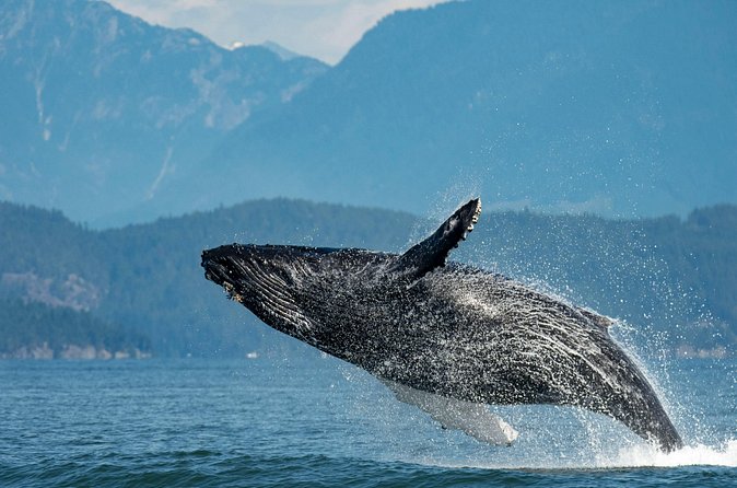 Intimate West Coast Whale Watching - Partly-Sheltered - Price and Value: Is $169.34 a Good Deal?