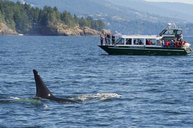 Intimate West Coast Whale Watching - Partly-Sheltered - The Ride Matters: Partly-Sheltered Waters and Real Comfort