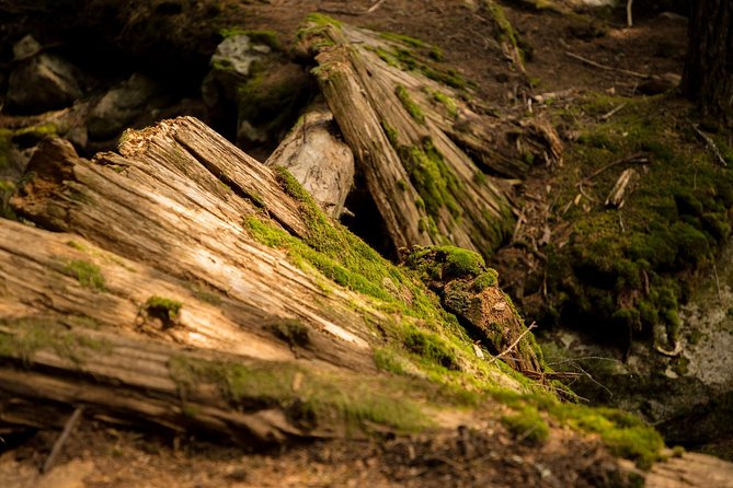 Mesmerizing Nature Walk in Lynn Canyon Park - Family-friendly without feeling childish