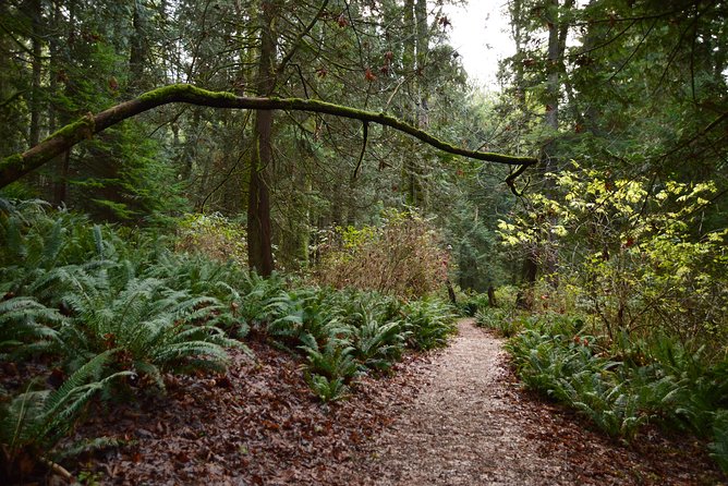 Photography, Hiking & Ferry to Bowen Island - What to wear and bring for a wet-weather forest photo hike