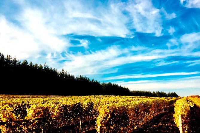 Premium Fraser Valley and White Rock Private Wine Tour - 6 Key Highlights That Make This Tour Worth Your Time