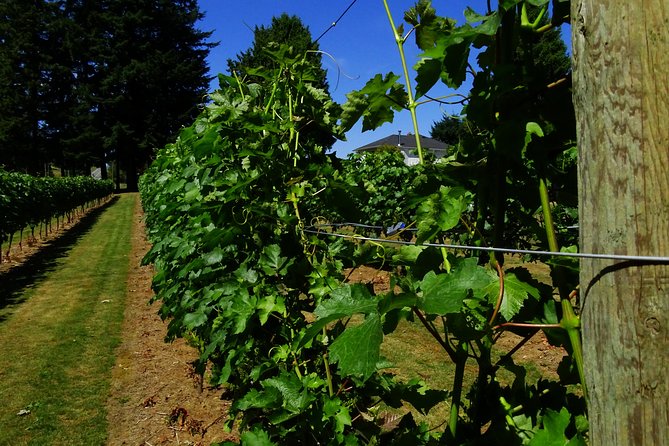 Private Tour: Vancouver Half Day Wine Tasting Tour - Stop-by-stop: what each winery experience is known for