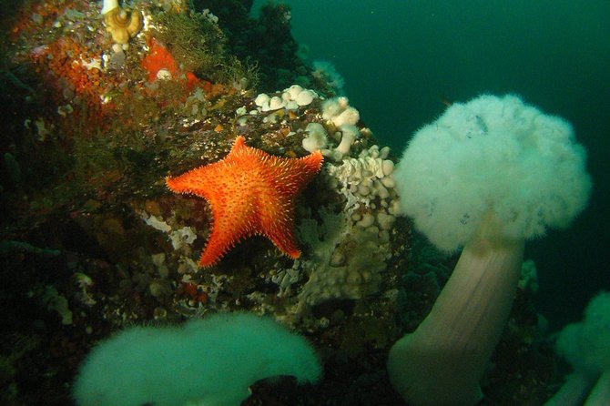 Scuba Dive Boat Charter in Vancouver (Certified Divers Only!) - Getting to Horseshoe Bay and into the water-ready groove