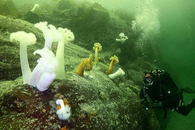 Scuba Dive Boat Charter in Vancouver (Certified Divers Only!) - Price and what you’re really paying for (besides the number)