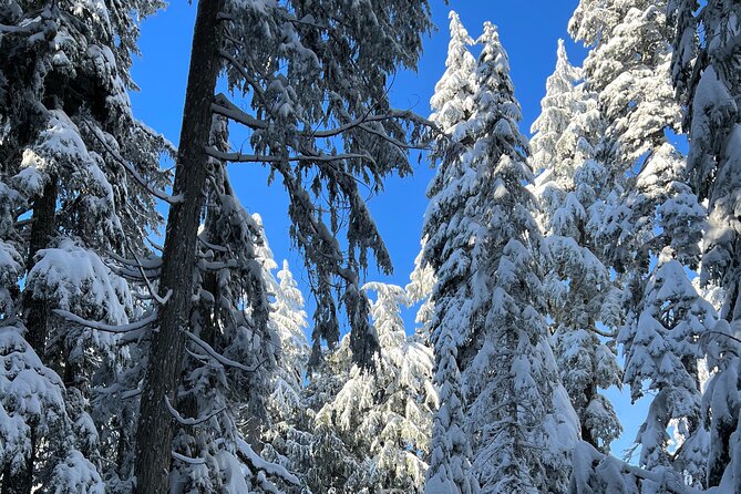 Snowshoeing In Vancouver's Winter Wonderland - Who should book, and who should skip this snowshoe day