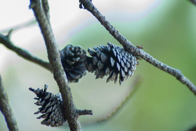 Stawamus Chief Hike & Local Brewery Tasting - Key points to know before you go