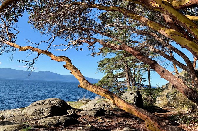 Sunshine Coast Escape (Around Vancouver) Small Group Tour - Smuggler Cove Marine Provincial Park: the hike that makes the day feel big