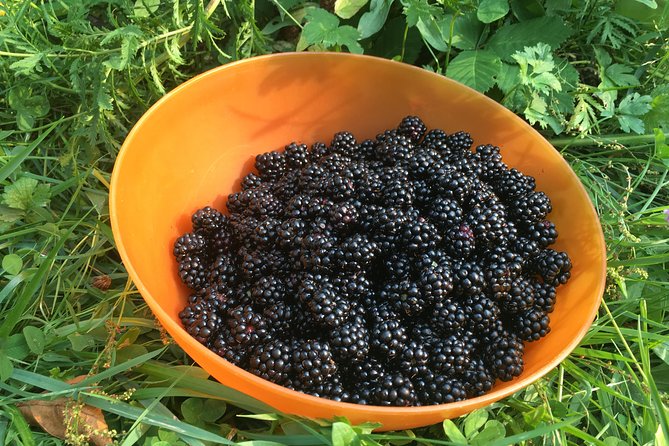 Talking Trees: Stanley Park Indigenous Walking Tour Led by a First Nations Guide - Price and value: what $60.08 buys you in Stanley Park
