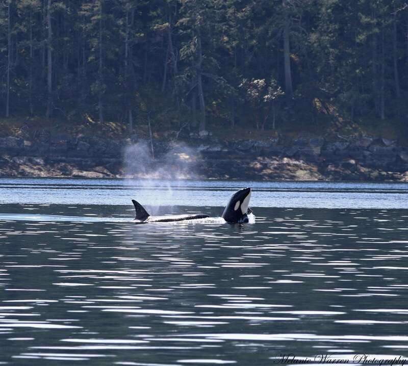 Vancouver, BC: Whale Watching Tour Small Zodiac with Guide - Small zodiac whale watching near Vancouver: where the action actually is