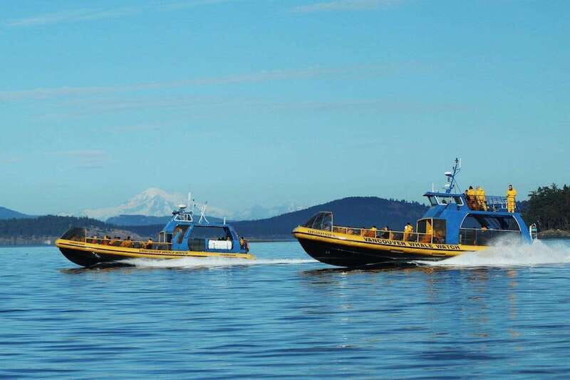 Vancouver, BC: Whale Watching Tour with Guide - Key things that make this whale watch worth your time