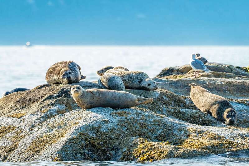 Vancouver: Boat to Bowen Island on UNESCO Howe Sound Fjord - Weather, timing, and your comfort: what you should plan for