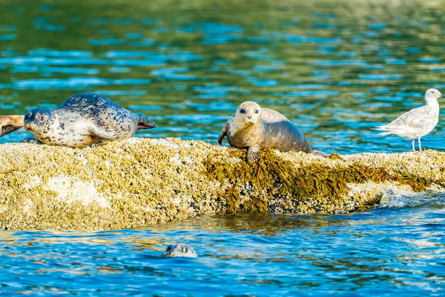 Vancouver: City and Seal Boat Tour - The ride itself: fast turns, wave action, and that under-the-bridge moment