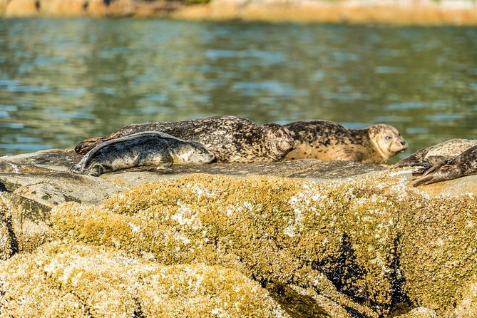 Vancouver City and Seal Colony Scenic Boat Tour - Price and Value: Why $74.35 Can Make Sense Here