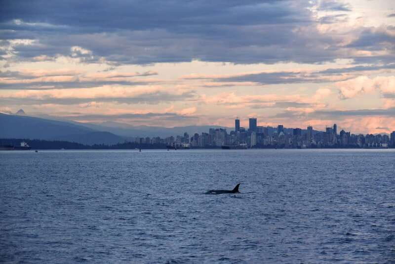 Vancouver: Covered Whale Watching Adventure with Free Photos - Why the Prince of Whales covered catamaran is a smarter way to do Vancouver whale watching