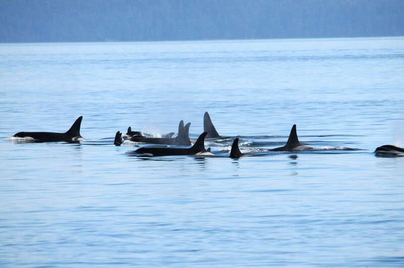 Vancouver: Covered Whale Watching Adventure with Free Photos - Inside the boat: heated cabin, outdoor decks, and easy whale spotting