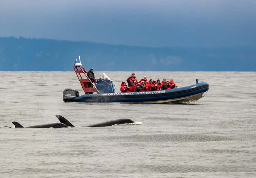 Vancouver: Day Trip to Victoria Seaplane with Whale Watching - A quick checklist of what to bring