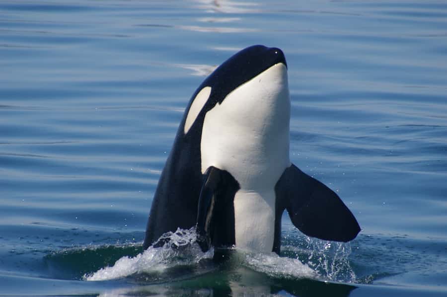 Vancouver: Day Trip to Victoria Seaplane with Whale Watching - Morning-to-afternoon schedule: how the day stays organized