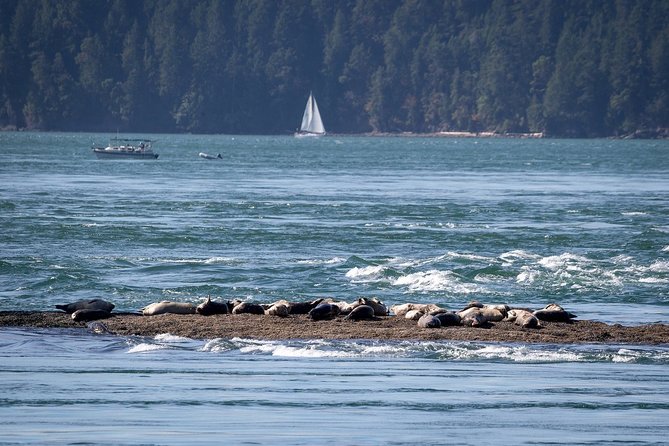Vancouver Half-Day Whale Watching Adventure with Free Photos - Naturalist Guidance: More Than Spotting Something Moving