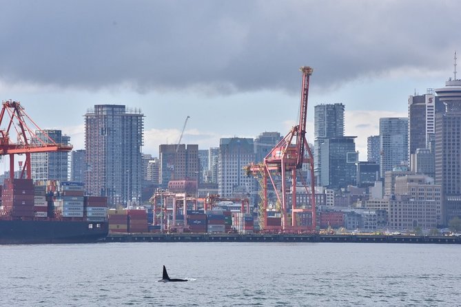 Vancouver Half-Day Whale Watching Adventure with Free Photos - The Free Photo Package: Why It’s a Big Deal