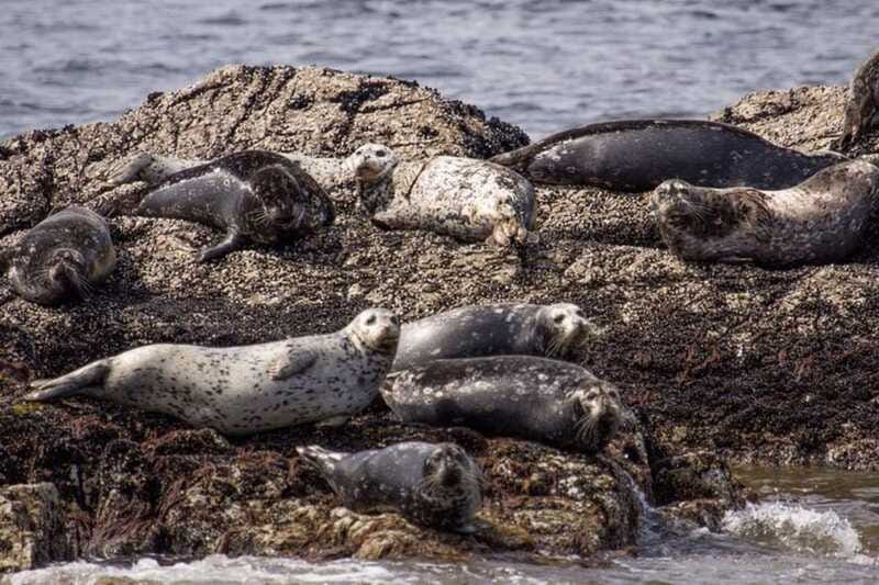 Vancouver: Morning Kayak & Seal Cruise - Wildlife Watching in Howe Sound: What to Look For