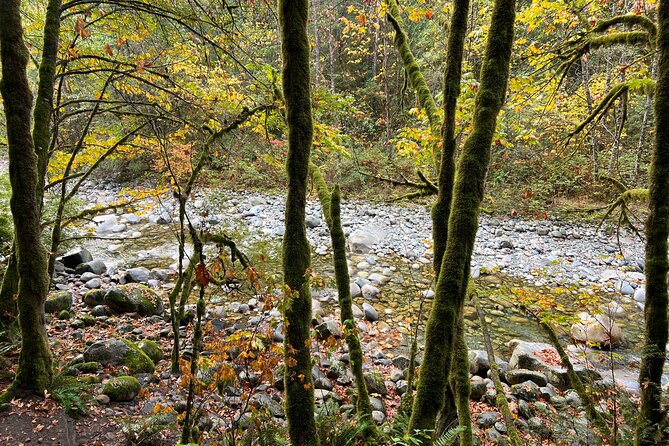 Vancouver Rainforest Hike with Waterfalls, Suspension Bridge, Old Growth Forest - The natural swimming pool break: refreshing, not a water park