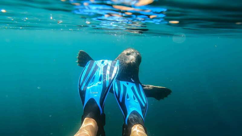 Vancouver: Snorkeling Seals Kayaking Scenic Boat Tour - Practical tips: what to bring and how to act around wildlife
