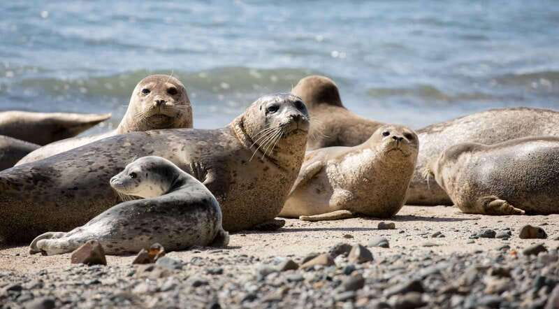 Vancouver: Snorkeling Seals Kayaking Scenic Boat Tour - What the 3 hours feel like on the water