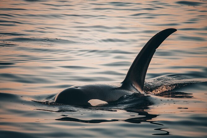 Vancouver Sunset Whale Watching Adventure with Free Photos - The free high-resolution photo package: a smart way to remember the trip