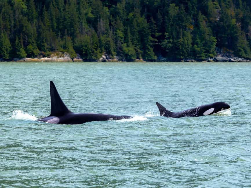 Vancouver UNESCO Biosphere Reserve Wildlife Scenic Boat Tour - Price and value: is $89.62 worth it?