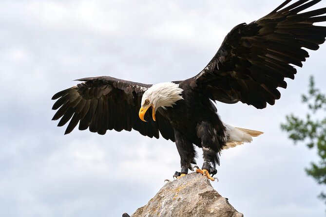 Vancouver UNESCO Biosphere Reserve Wildlife Scenic Boat Tour - Who should book this tour (and who should skip it)